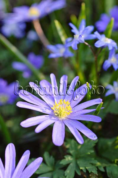471073 - Balkan-Windröschen (Anemone blanda) und Zweiblättriger Blaustern (Scilla bifolia)