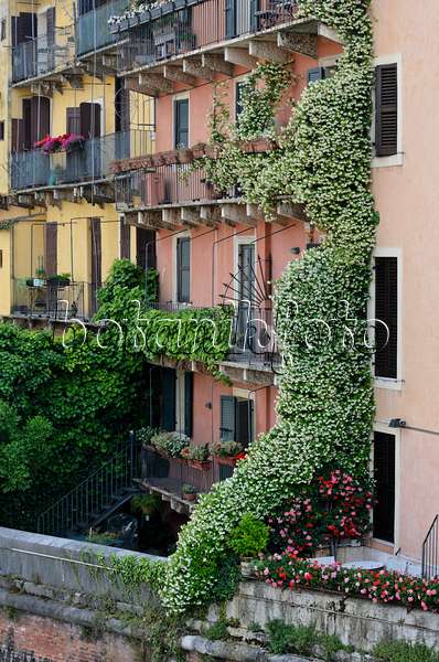 568037 - Balkone mit Sternjasmin (Trachelospermum) und Pelargonien (Pelargonium), Verona, Italien