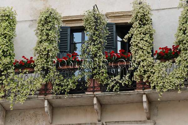 568060 - Balkone mit Sternjasmin (Trachelospermum) und Pelargonien (Pelargonium), Verona, Italien
