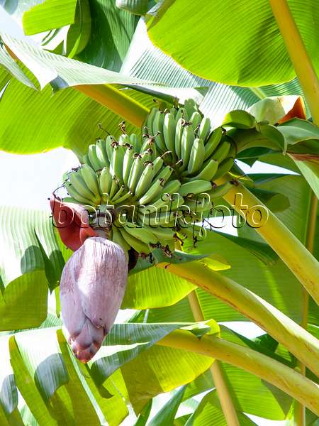 434335 - Banane (Musa acuminata)