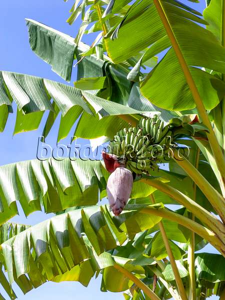 434336 - Banane (Musa acuminata)