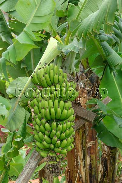 535356 - Banane (Musa acuminata 'Dwarf Cavendish')