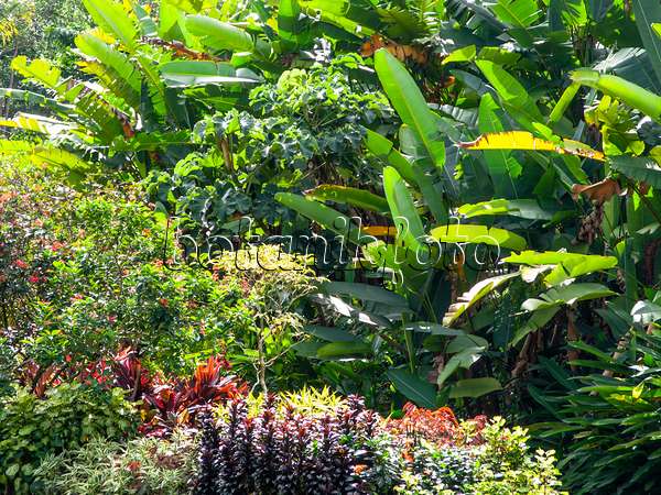 434111 - Bananen (Musa) und blühende Stauden in einem tropischen Garten