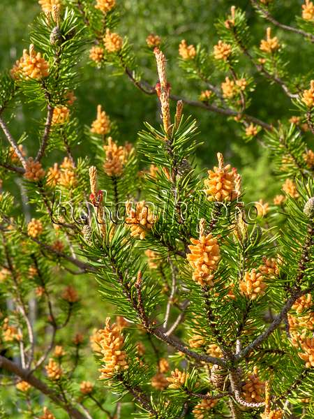 437360 - Banks Kiefer (Pinus banksiana)