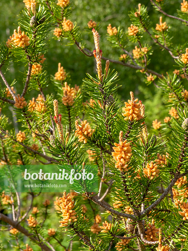 437360 - Banks Kiefer (Pinus banksiana)