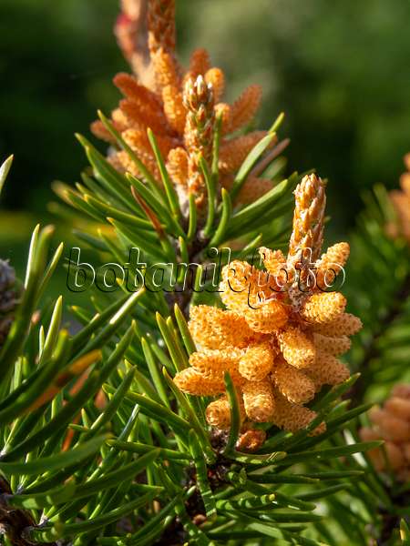437361 - Banks Kiefer (Pinus banksiana)