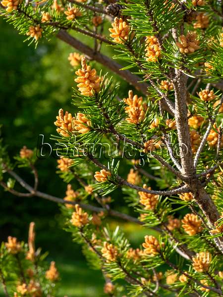 437362 - Banks Kiefer (Pinus banksiana)