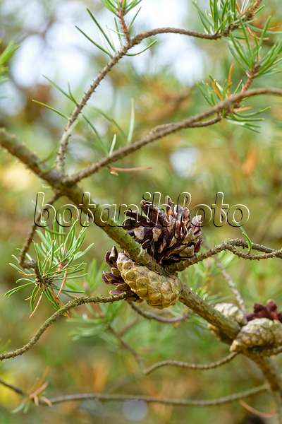 593158 - Banks Kiefer (Pinus banksiana)