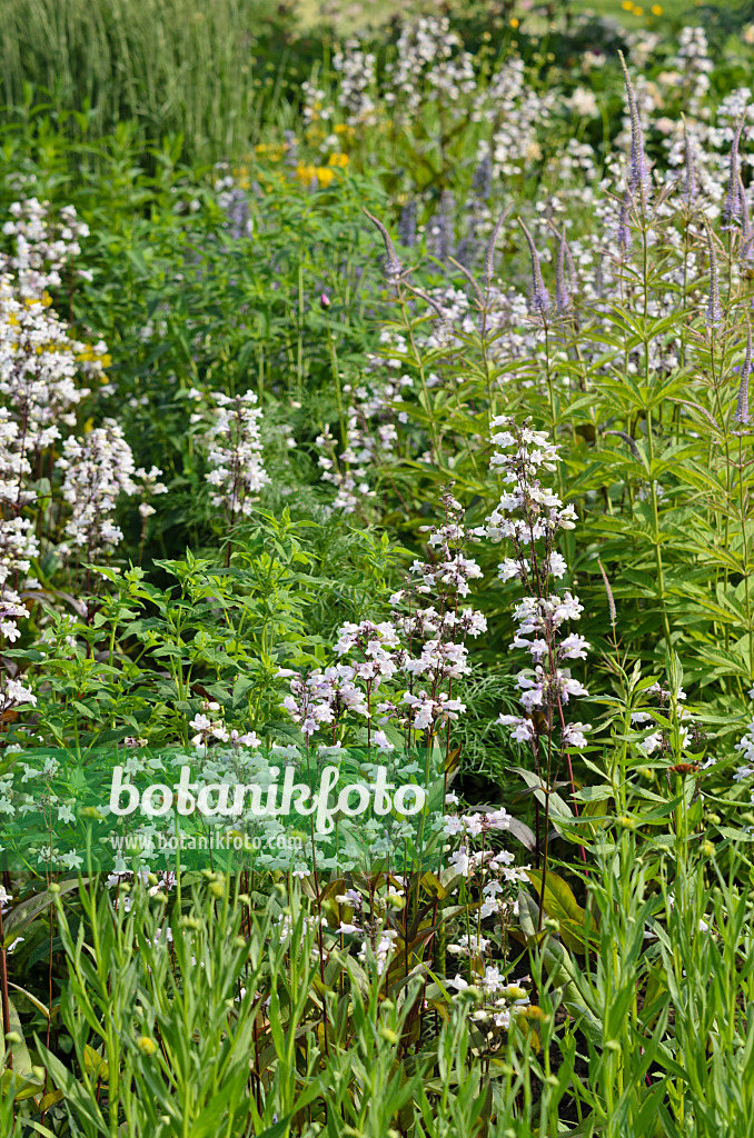 521140 - Bartfaden (Penstemon digitalis)