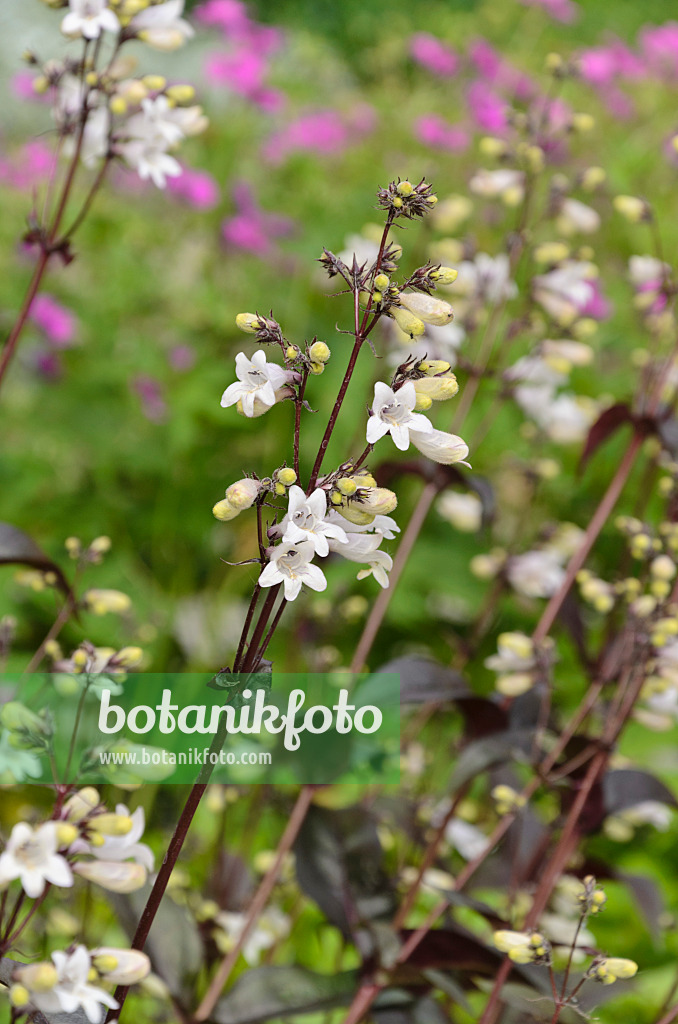 496342 - Bartfaden (Penstemon digitalis 'Husker's Red')