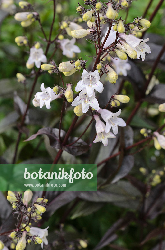 496344 - Bartfaden (Penstemon digitalis 'Husker's Red')