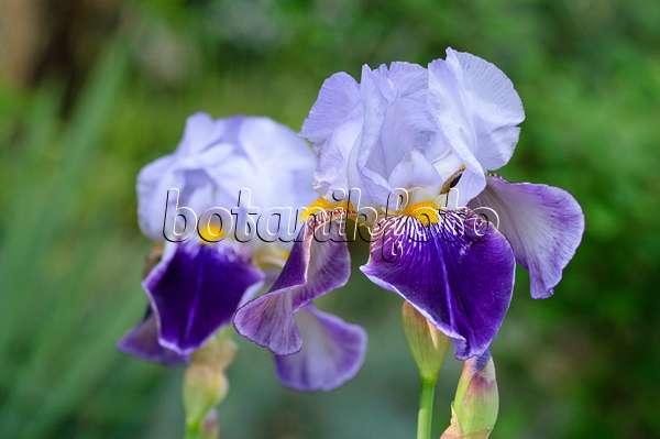 472138 - Bartiris (Iris barbata elatior 'Lothario')