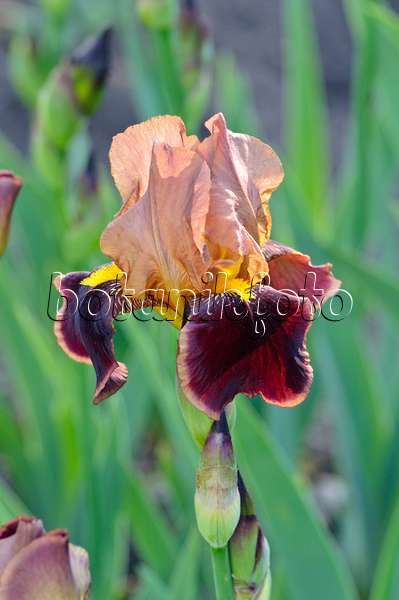 472199 - Bartiris (Iris barbata elatior 'Louvois')