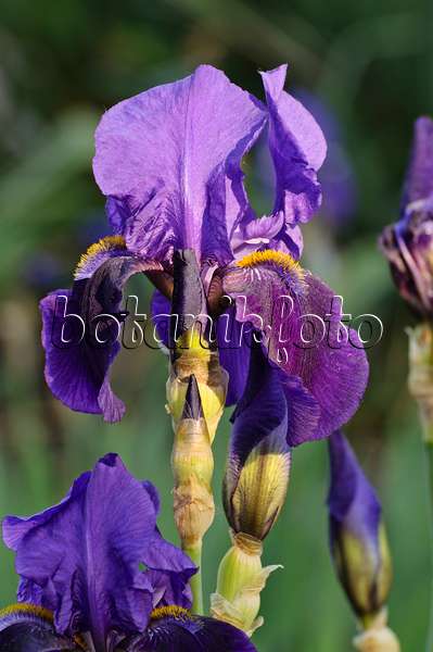 472190 - Bartiris (Iris barbata elatior 'Midnight Blue')