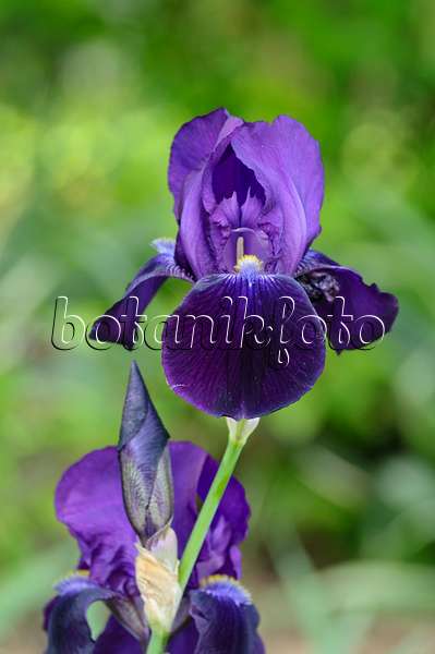 472152 - Bartiris (Iris barbata elatior 'Sable')