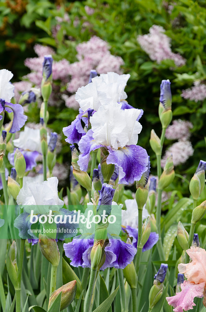 508243 - Bartiris (Iris barbata elatior 'Slapstick')