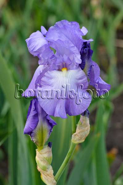 472198 - Bartiris (Iris barbata elatior 'Violet Harmony')