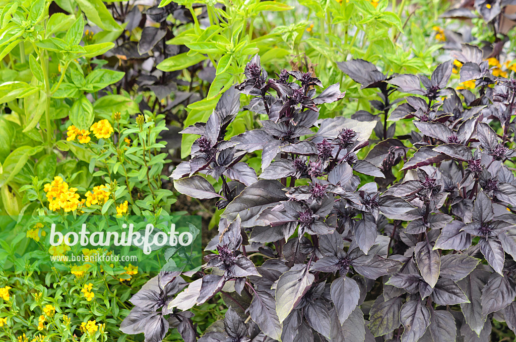 536129 - Basilikum (Ocimum basilicum)