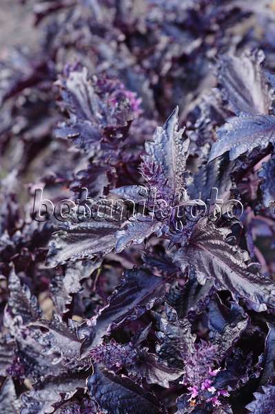 488012 - Basilikum (Ocimum basilicum 'Purple Ruffles')