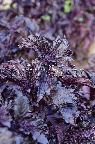 488013 - Basilikum (Ocimum basilicum 'Purple Ruffles')