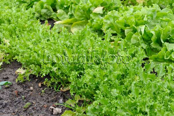 489020 - Batavia-Salat (Lactuca sativa var. capitata 'Teide')