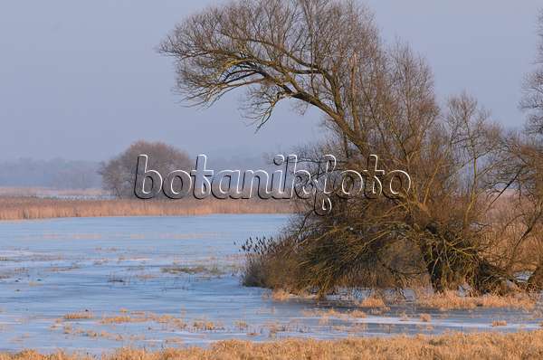 564255 - Baum auf einer überfluteten und gefrorenen Polderwiese, Nationalpark Unteres Odertal, Deutschland
