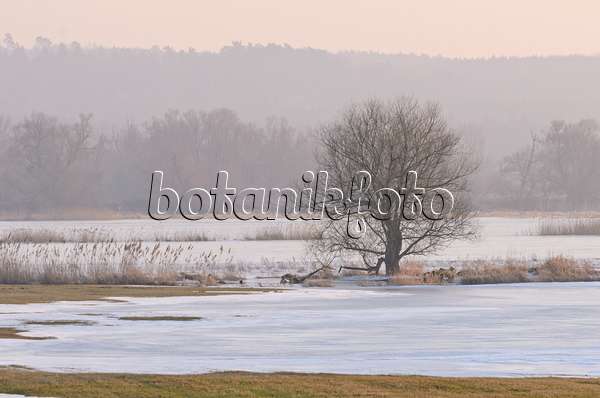564257 - Baum auf einer überfluteten und gefrorenen Polderwiese, Nationalpark Unteres Odertal, Deutschland