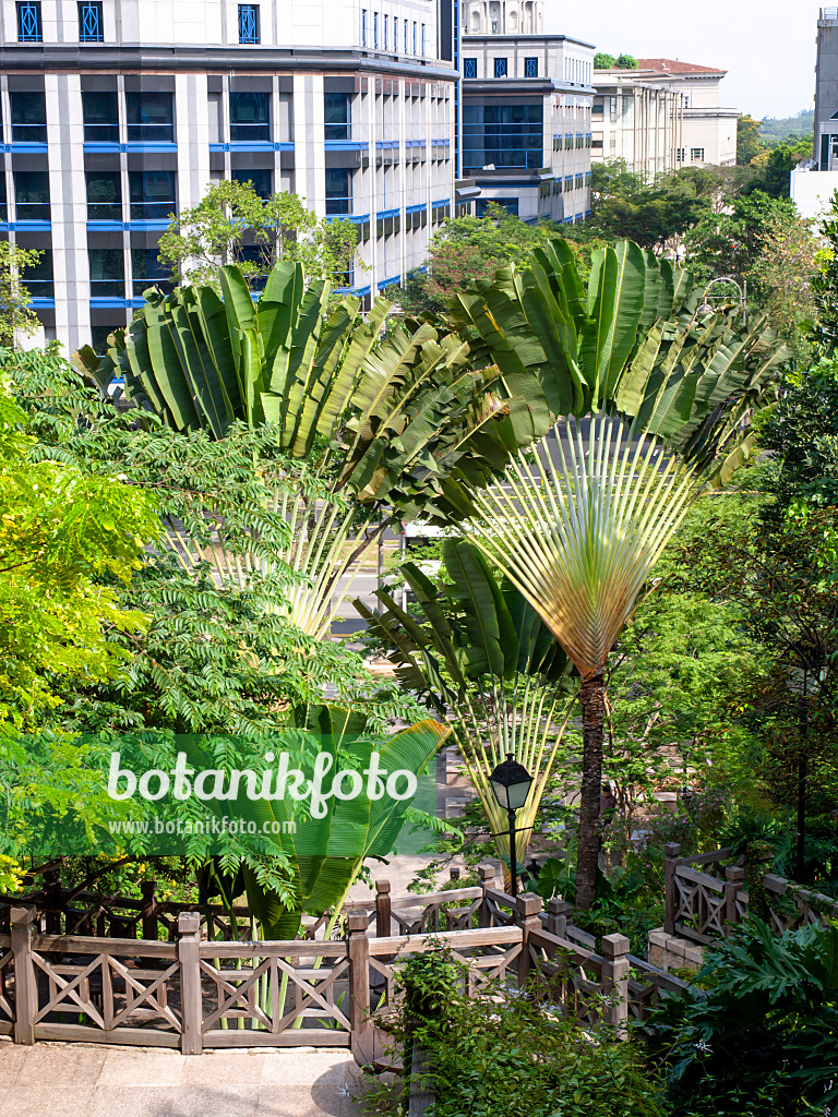 434165 - Baum der Reisenden (Ravenala madagascariensis), Fort Canning Park, Singapur