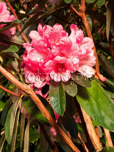 400043 - Baumartige Azalee (Rhododendron arborescens)