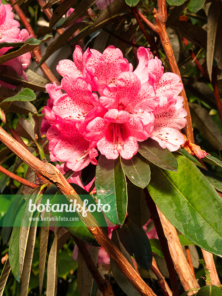 400043 - Baumartige Azalee (Rhododendron arborescens)