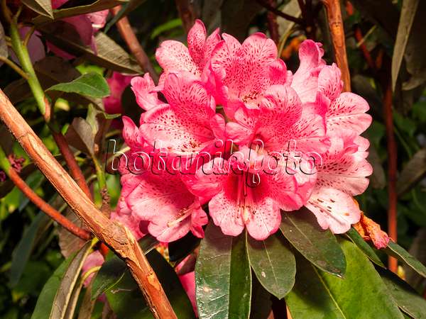 400044 - Baumartige Azalee (Rhododendron arborescens)