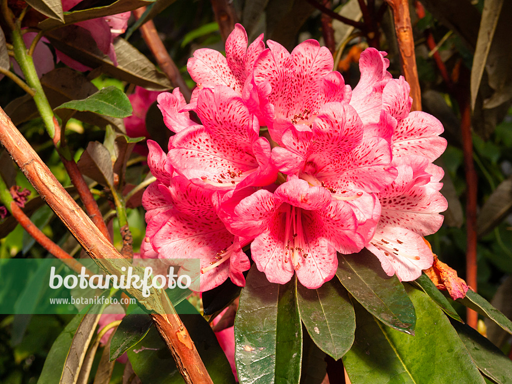 400044 - Baumartige Azalee (Rhododendron arborescens)