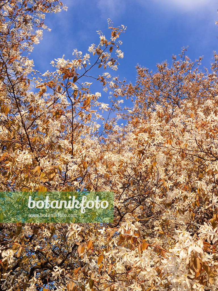 400162 - Baumartige Felsenbirne (Amelanchier arborea)