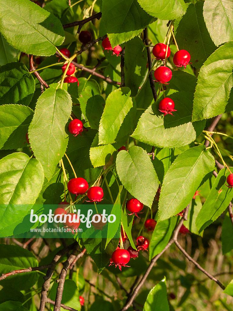 402225 - Baumartige Felsenbirne (Amelanchier arborea)