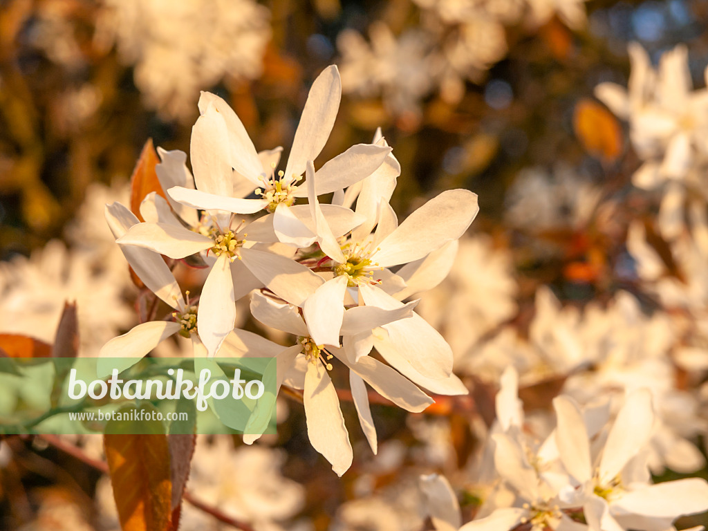 437161 - Baumartige Felsenbirne (Amelanchier arborea)