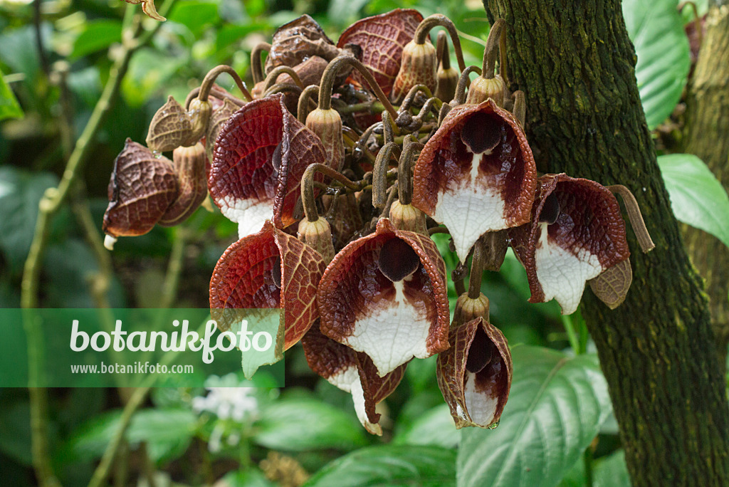 595001 - Baumartige Pfeifenblume (Aristolochia arborea)