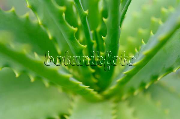 469027 - Baumförmige Aloe (Aloe arborescens)
