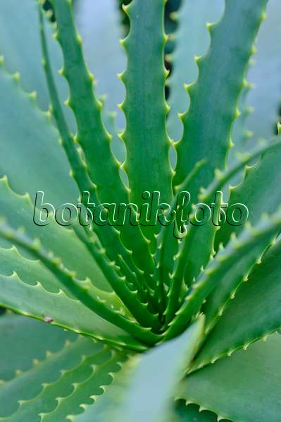 470010 - Baumförmige Aloe (Aloe arborescens)