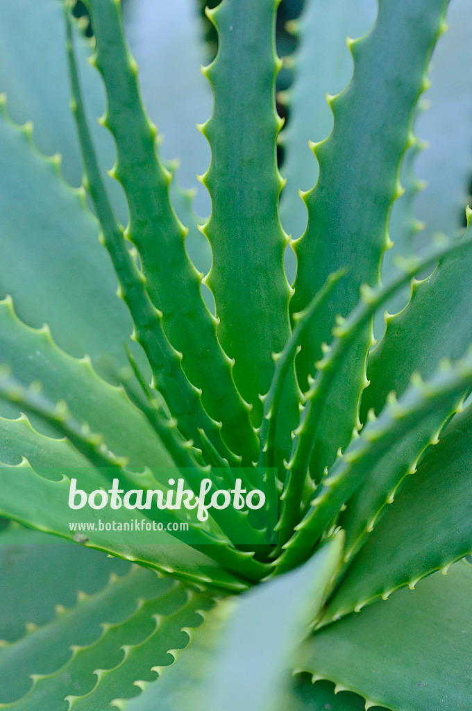 470010 - Baumförmige Aloe (Aloe arborescens)