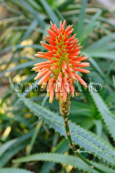 480006 - Baumförmige Aloe (Aloe arborescens)