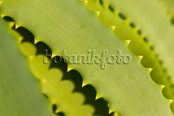 516030 - Baumförmige Aloe (Aloe arborescens)