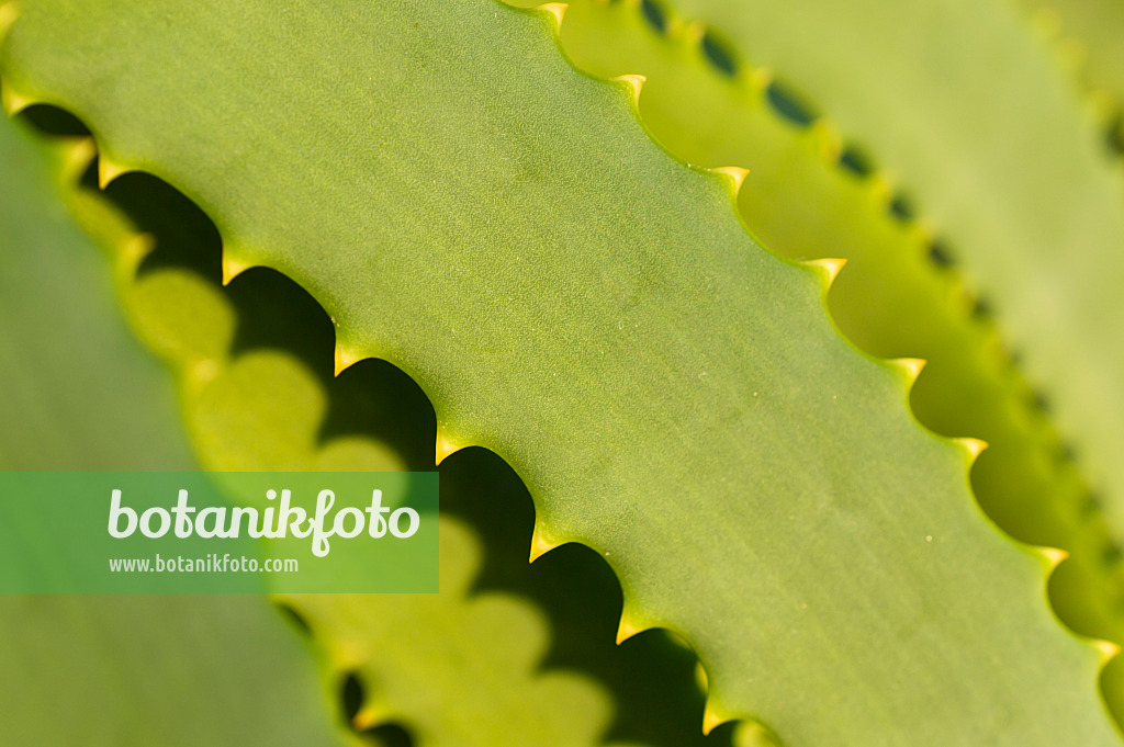 516030 - Baumförmige Aloe (Aloe arborescens)