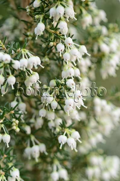 492024 - Baumheide (Erica arborea)