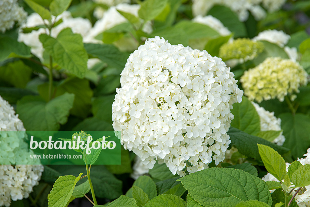 607100 - Baumhortensie (Hydrangea arborescens 'Annabelle')