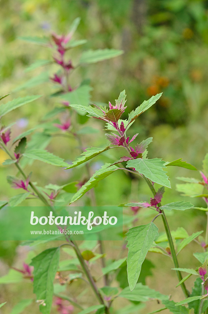 523132 - Baumspinat (Chenopodium giganteum 'Magentaspreen')