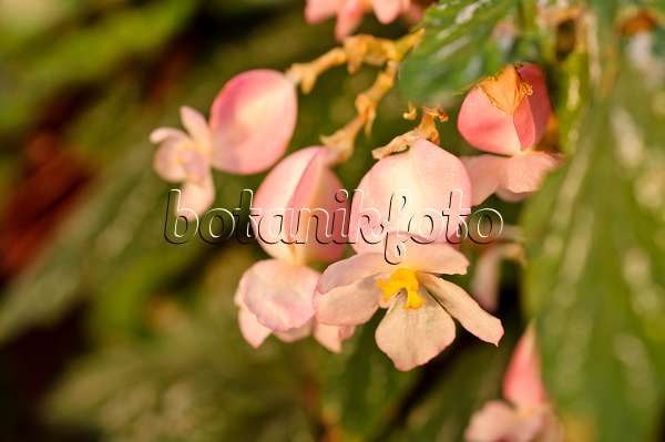 480028 - Begonie (Begonia aconitifolia)