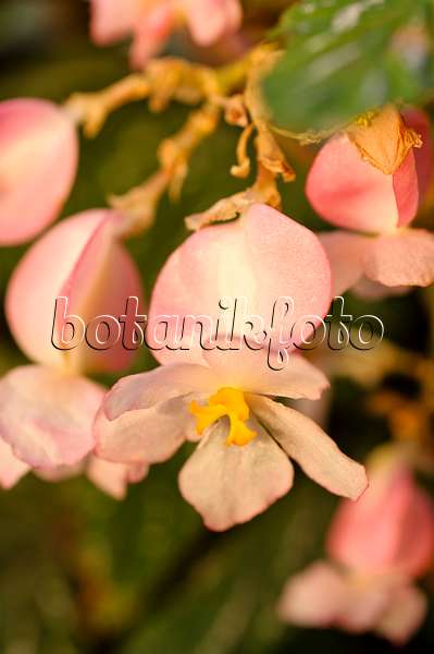 480029 - Begonie (Begonia aconitifolia)