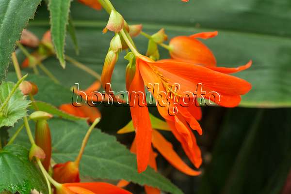 608079 - Begonie (Begonia boliviensis)