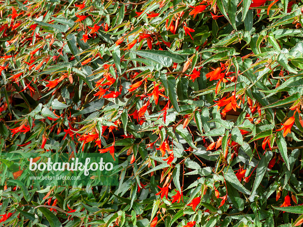 440239 - Begonie (Begonia boliviensis 'Bonfire')