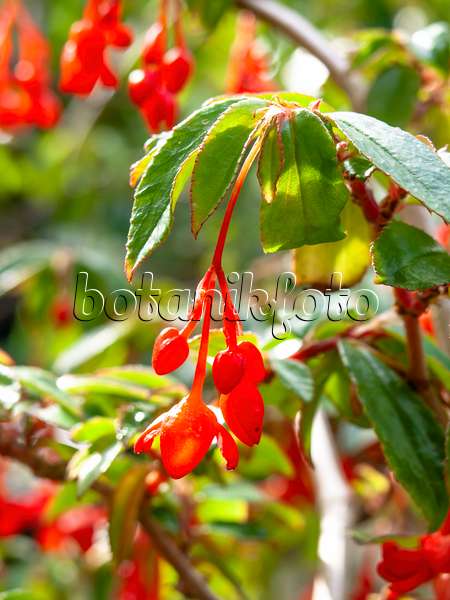 441030 - Begonie (Begonia fuchsioides)